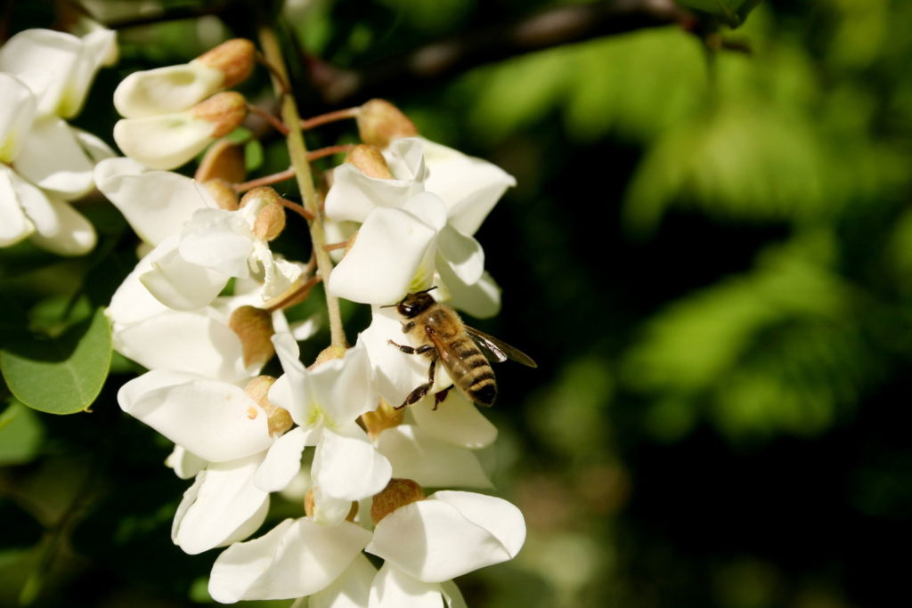 Bijen bij witte bloesems van zwarte sprinkhaan