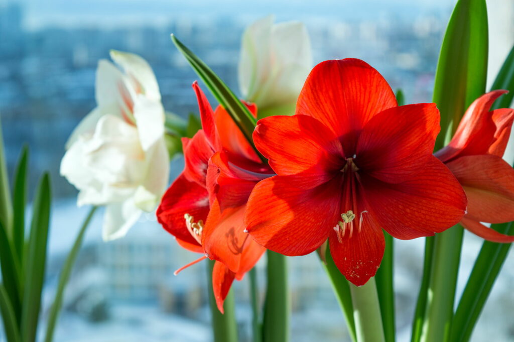 Amaryllis bloemen in rood en wit