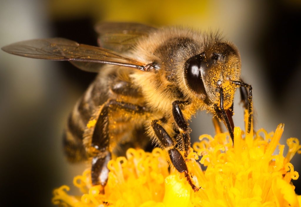 Bijen met stuifmeel op hun vacht