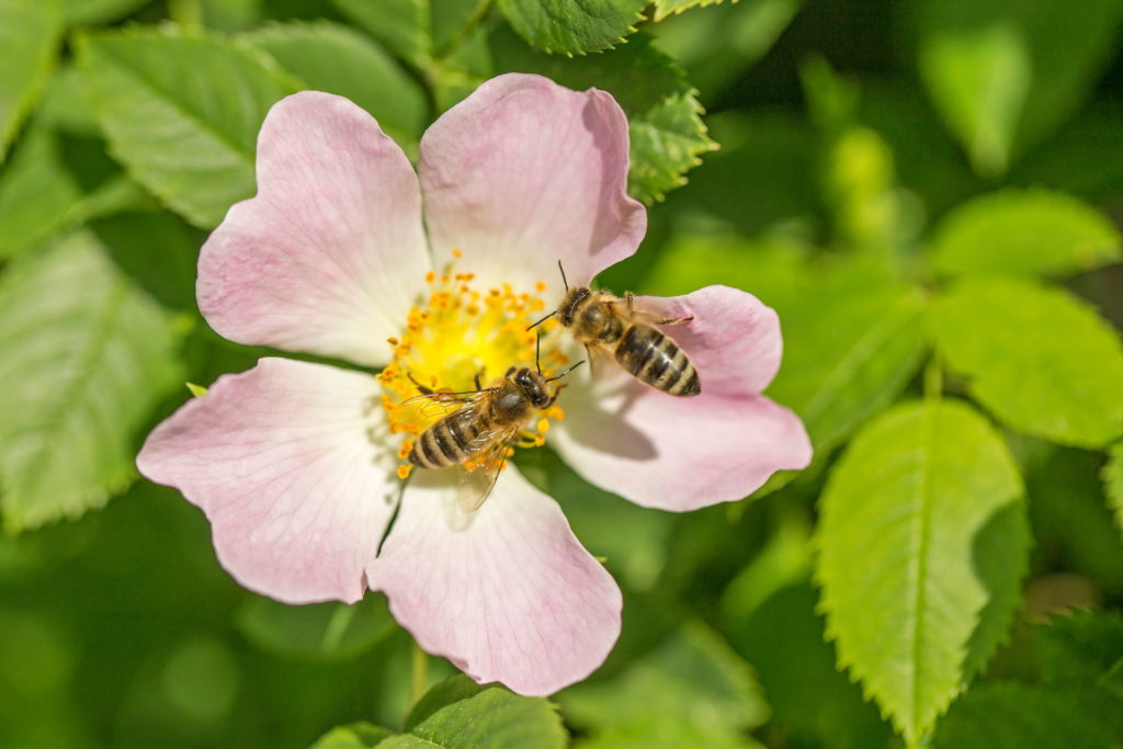 Twee bijen op een wilde roos