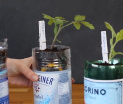Gerecycleerde PET-fles met planten na 20 dagen