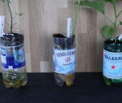 Gerecycleerde PET-fles met planten na 35 dagen