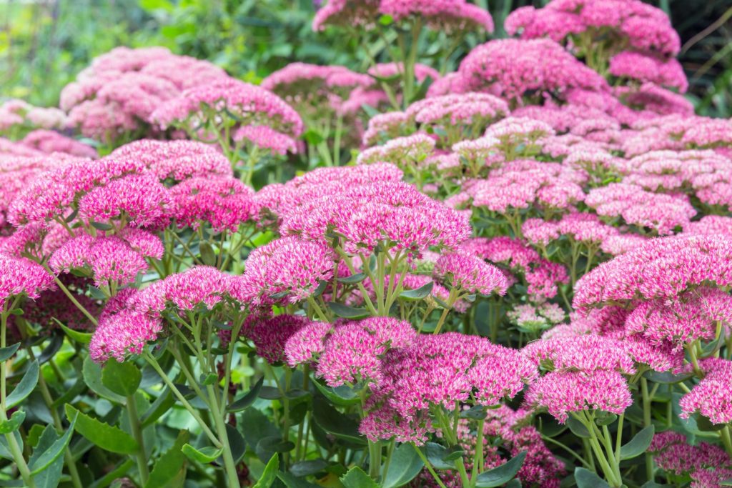 Stonecrop