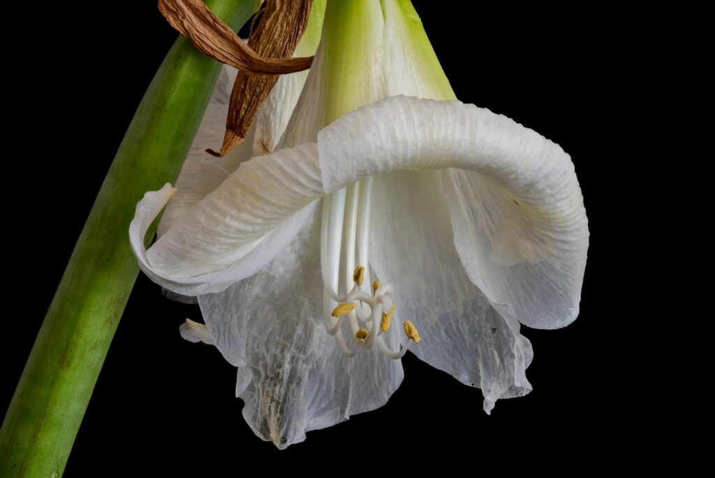 Witte amaryllis bloem
