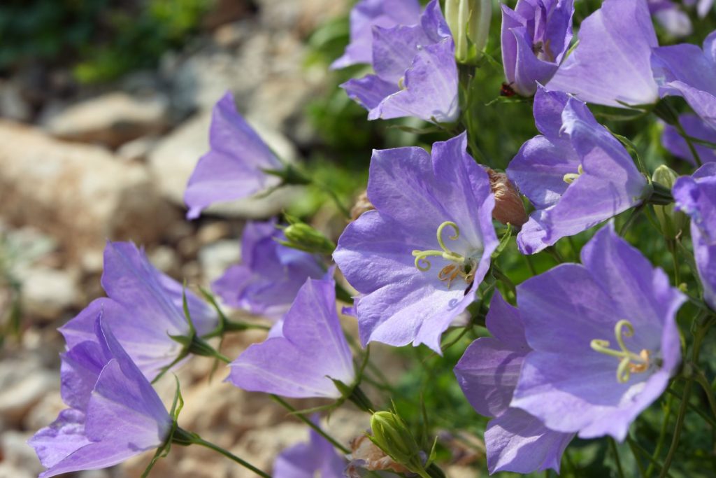 Bellflower paars