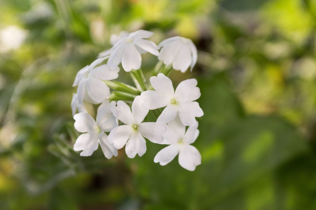 Verbena met witte bloemen