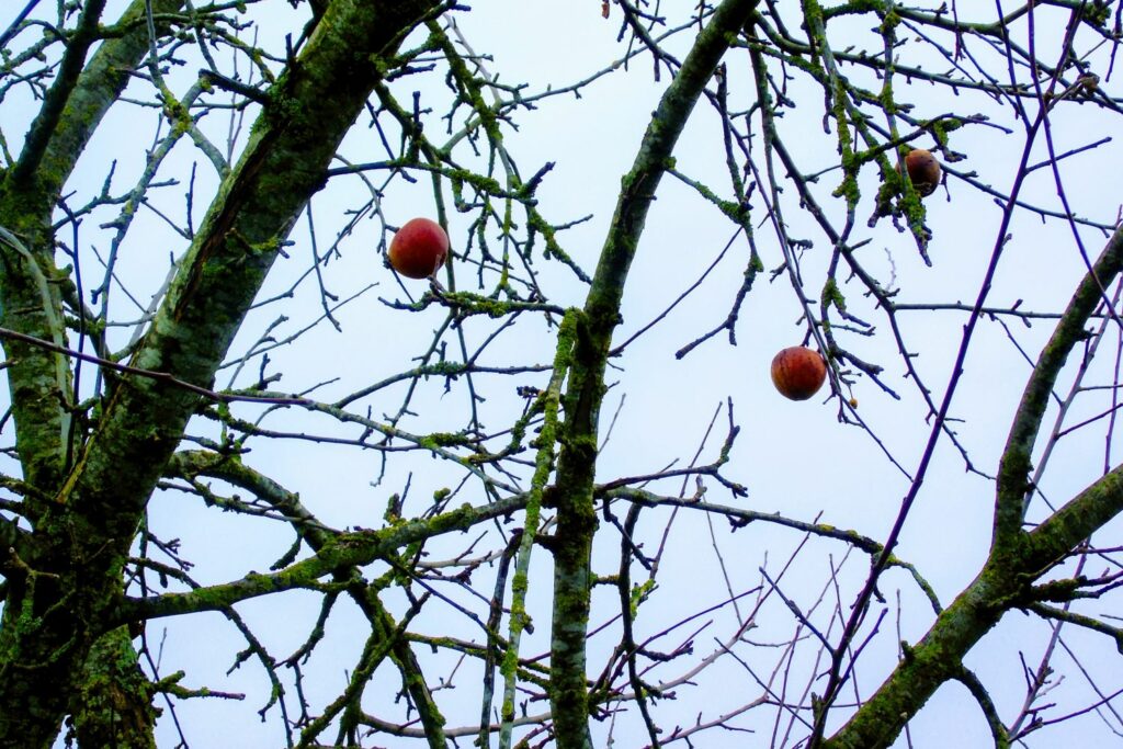 Appelboom in de winter