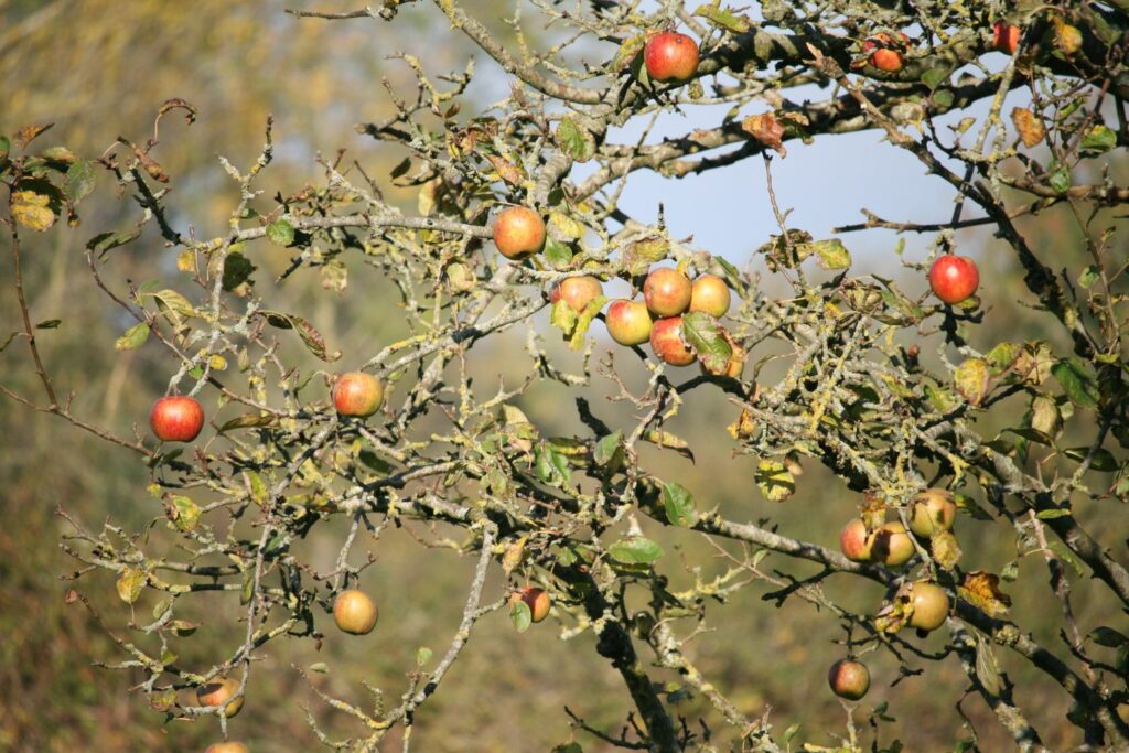 Appelboom met kleine vruchten
