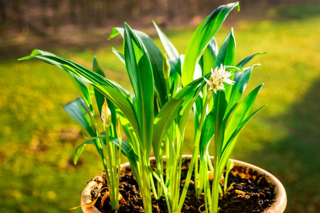 Wilde knoflook in een pot