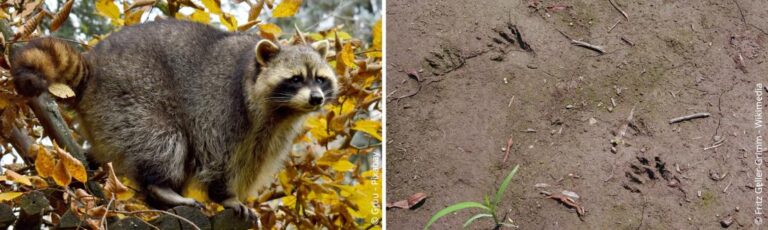 Wasberen in de tuin – herkennen en verjagen