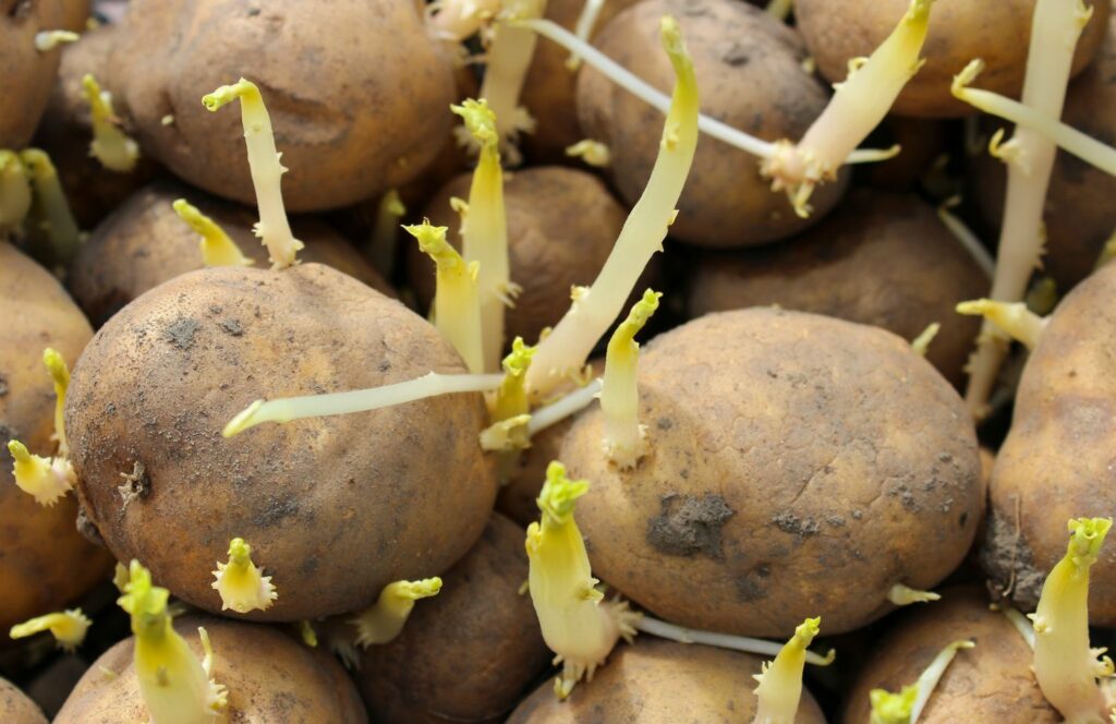 Kiemende aardappelen