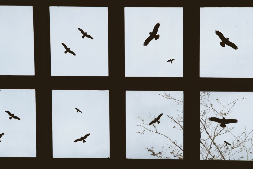 Vogels cirkelen boven ramen