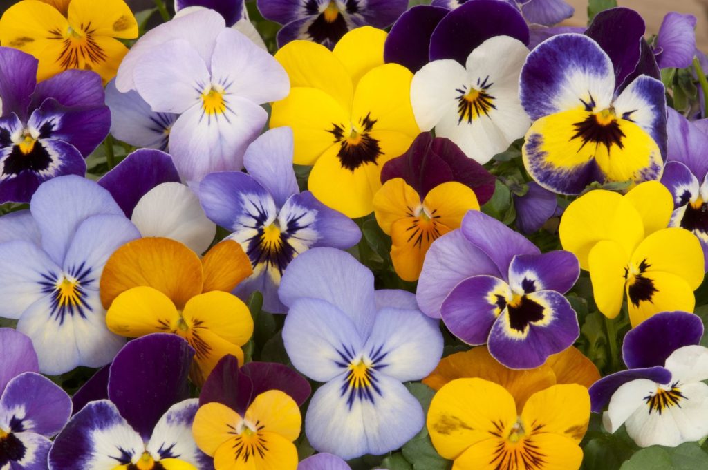 Kleurrijke viooltjes in paars en geel
