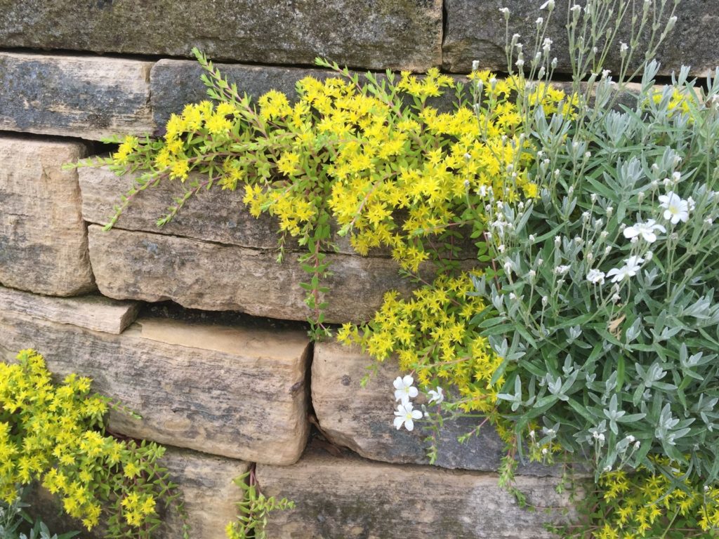 Gele bloemen groeien in de droge stenen muur