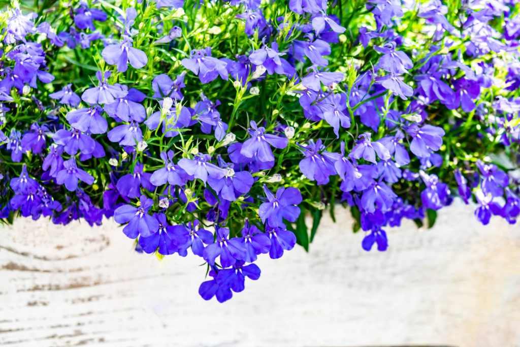 Mannelijke kaf met blauwe bloemen