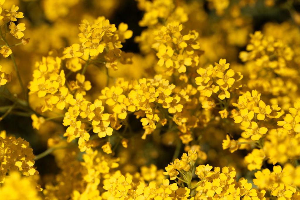 Rotssteenkruid met gele bloemen