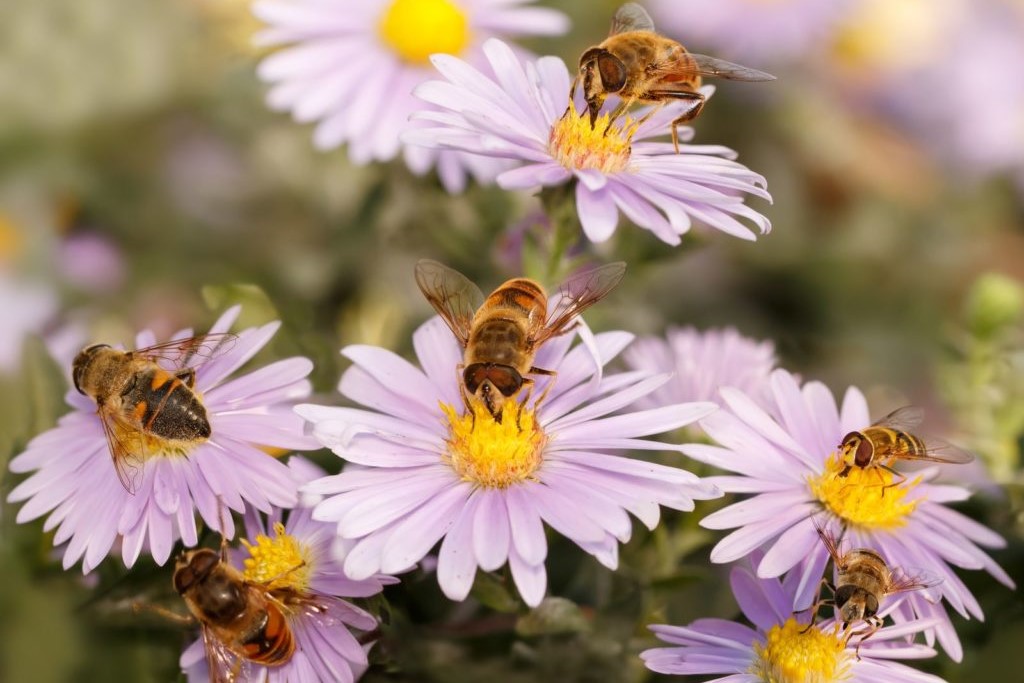 Bijen op bloemen van de gladbladige aster