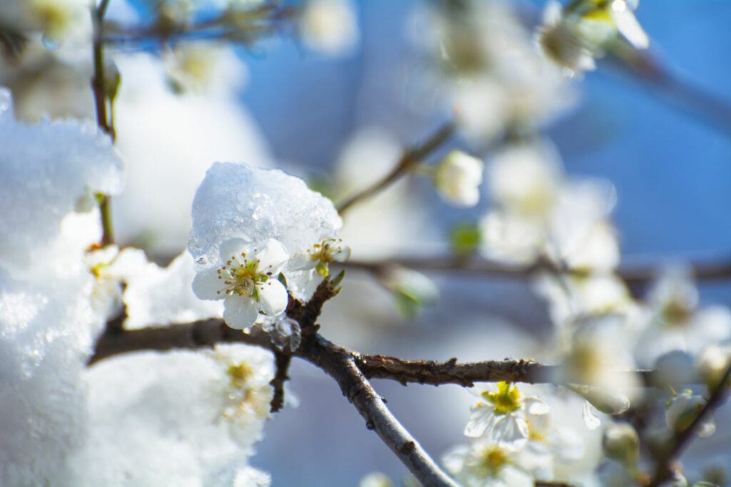 Appelboomtak met sneeuw