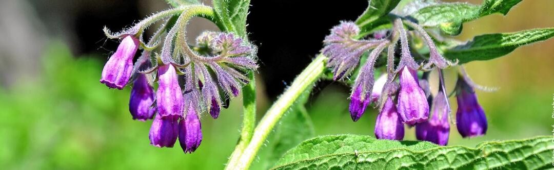 Biologische gewasbescherming: de beste tips