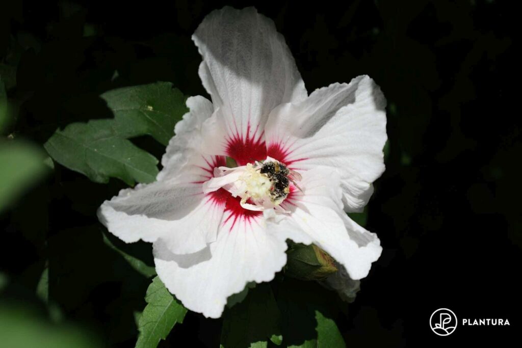 Bijen bij een hibiscusbloem