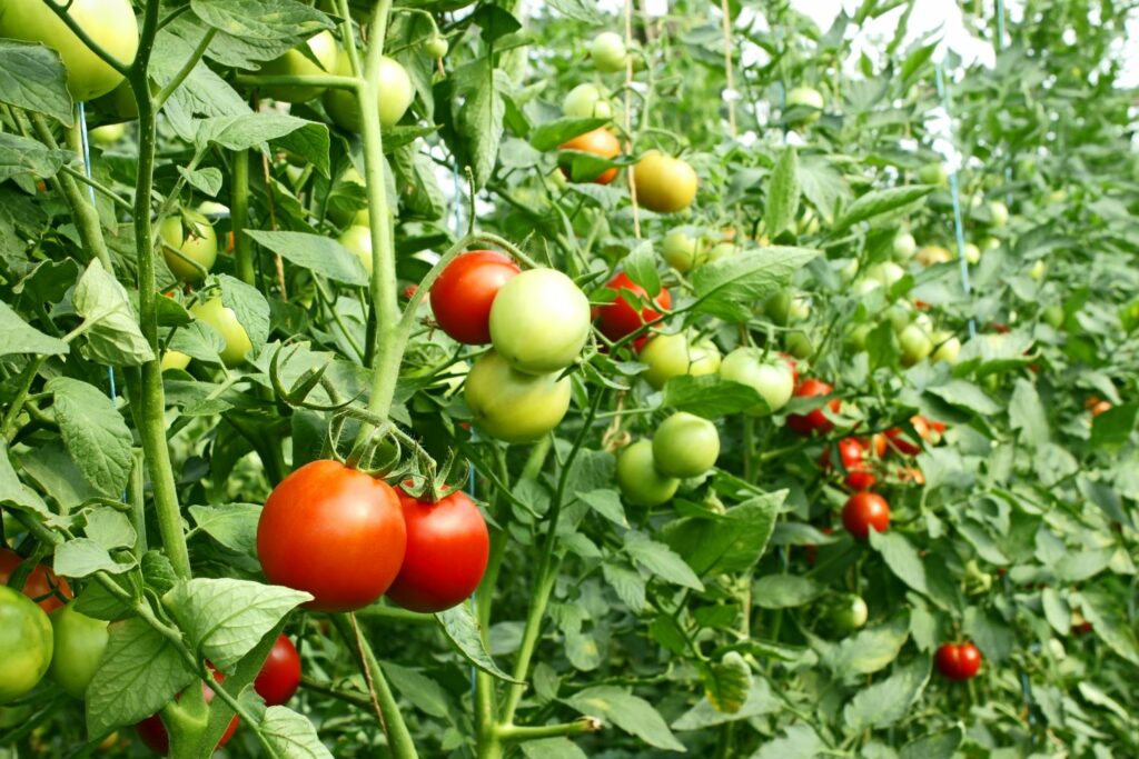 Tomaten op de struik