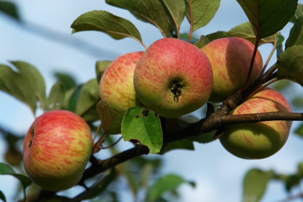 Rhenish Winter Rambur appels aan de boom
