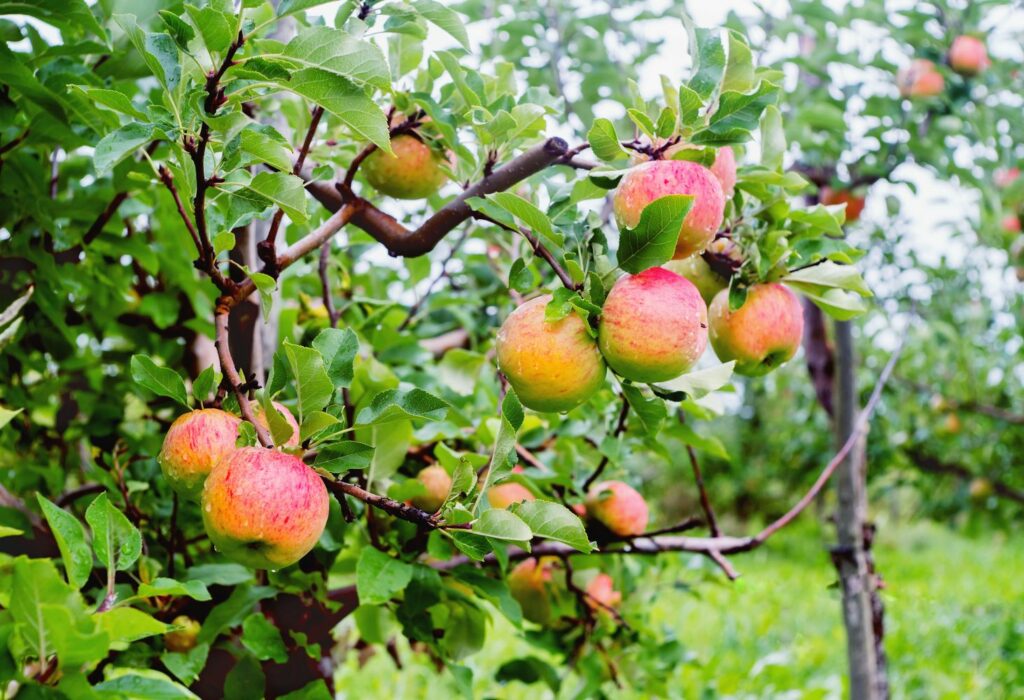 Topaz appelboom met rijpe vruchten