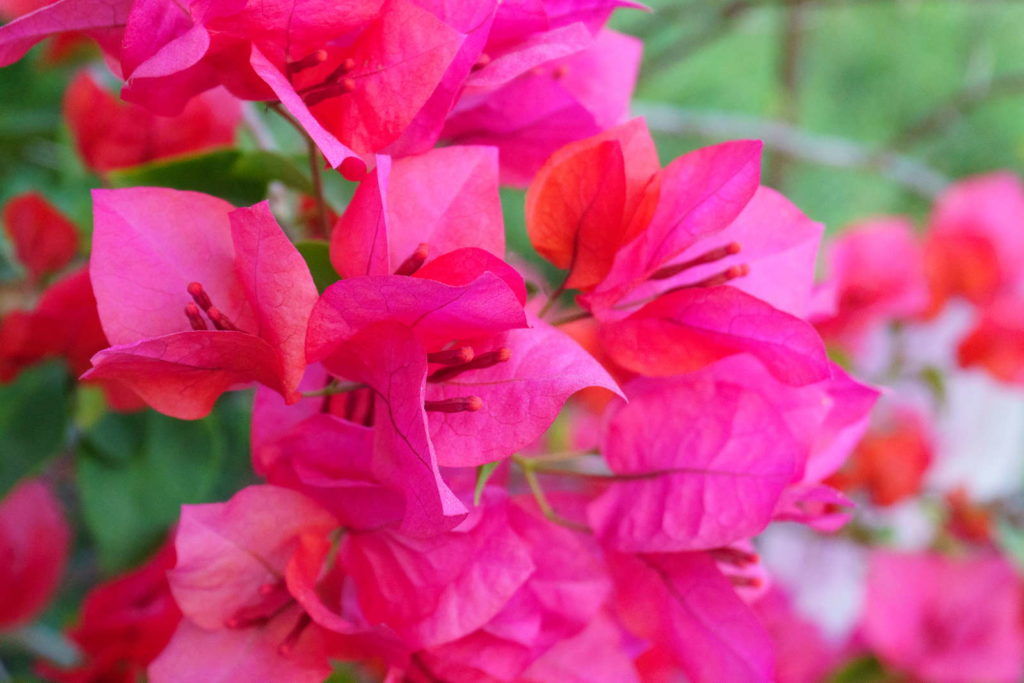 Bougainvillea spectabilis roze bloemen