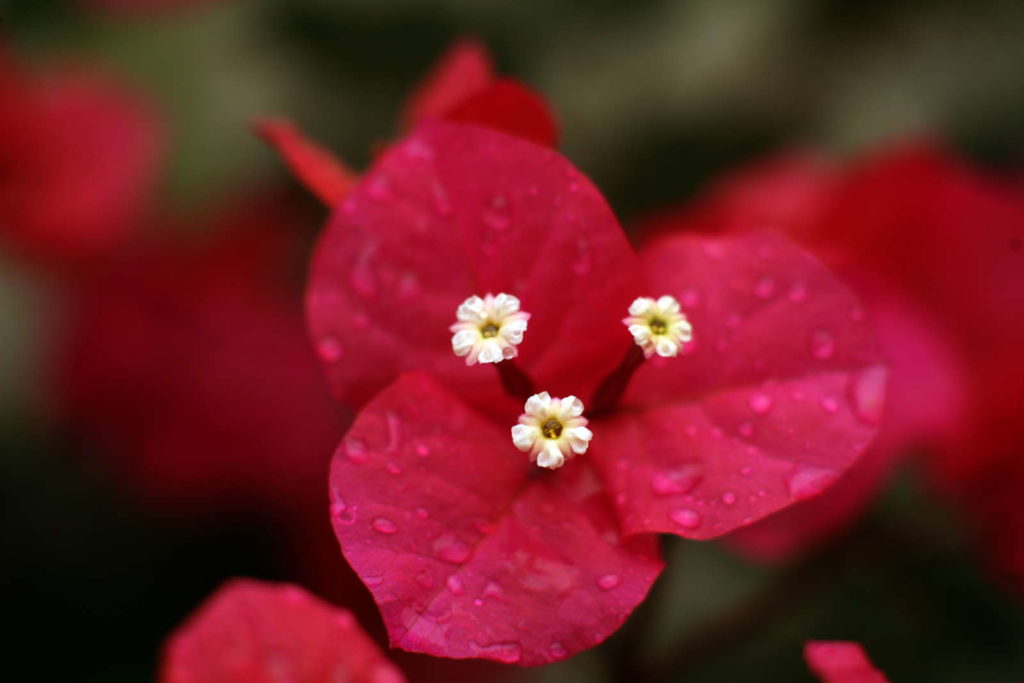 Bougainvillea rode bloem waterdruppel