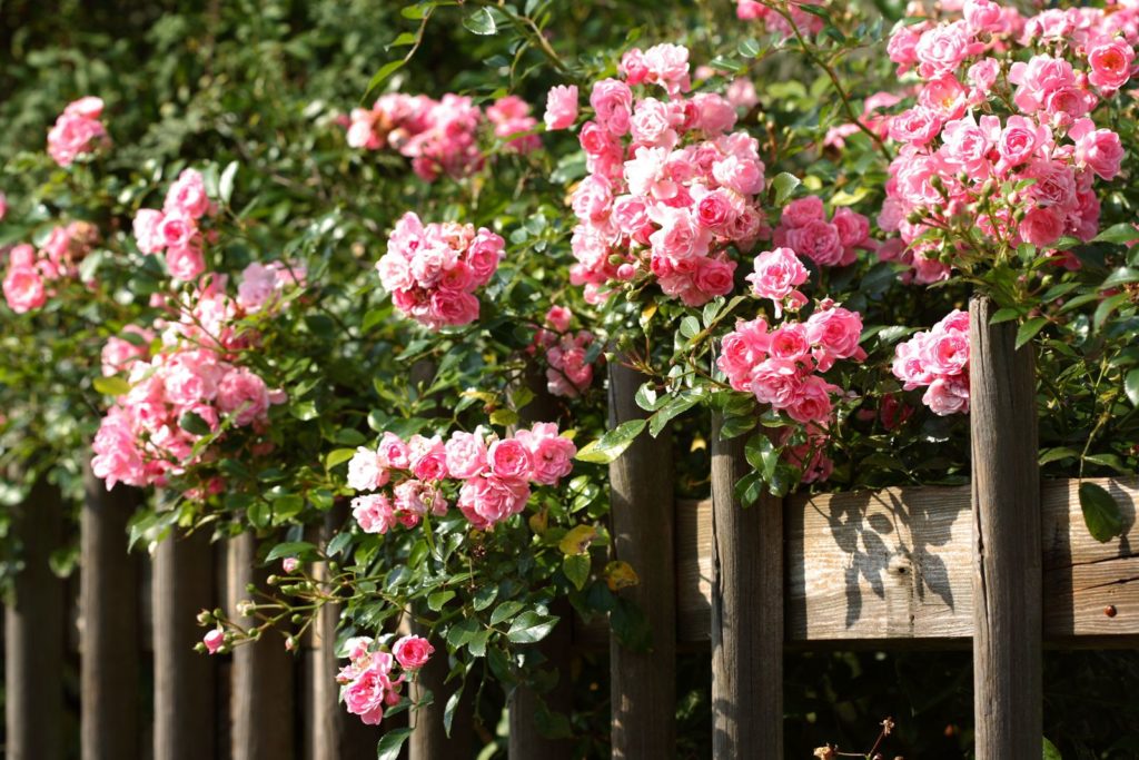 Roze rozen op een houten hek