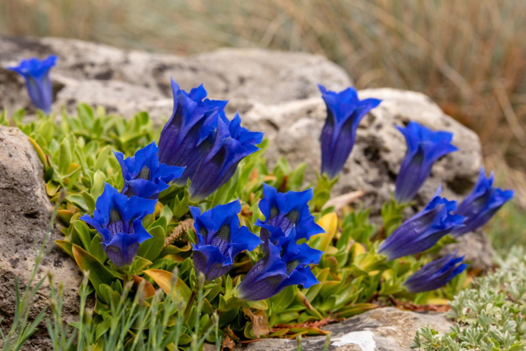 Gentiaan met blauwe bloemen op rotsen