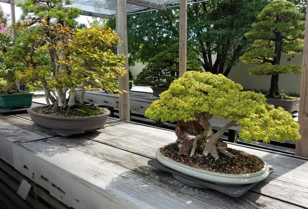 Bonsai landschap op houten tafel