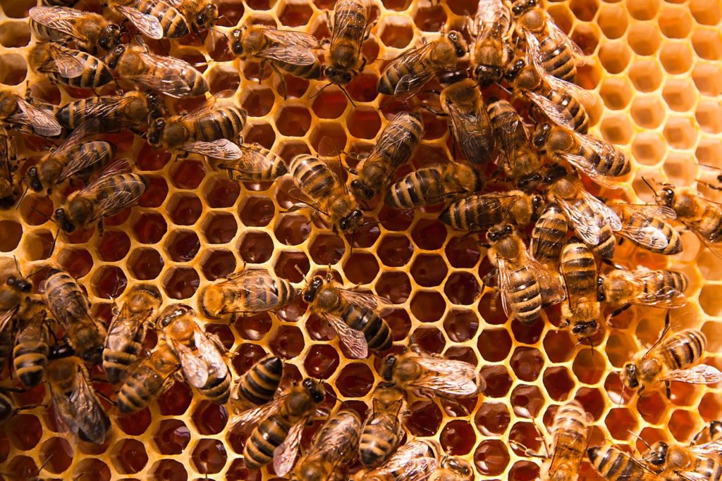 Werkbijen op honingraten