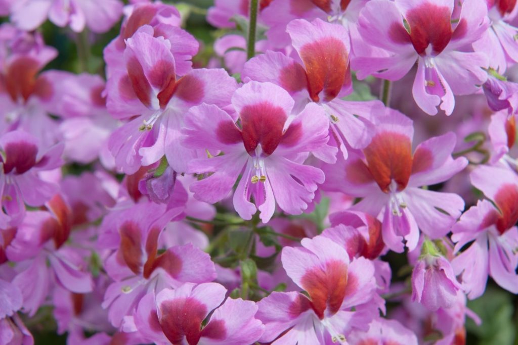 Roze boerenorchidee