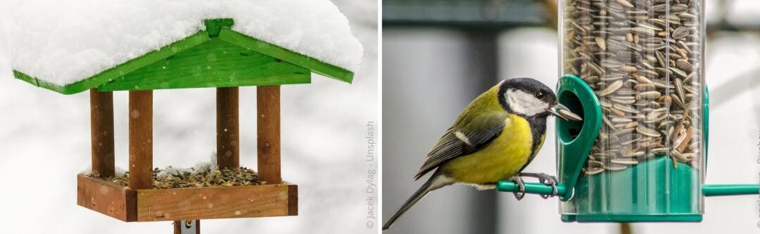 Vogels voeren in de winter: Wat u in gedachten moet houden