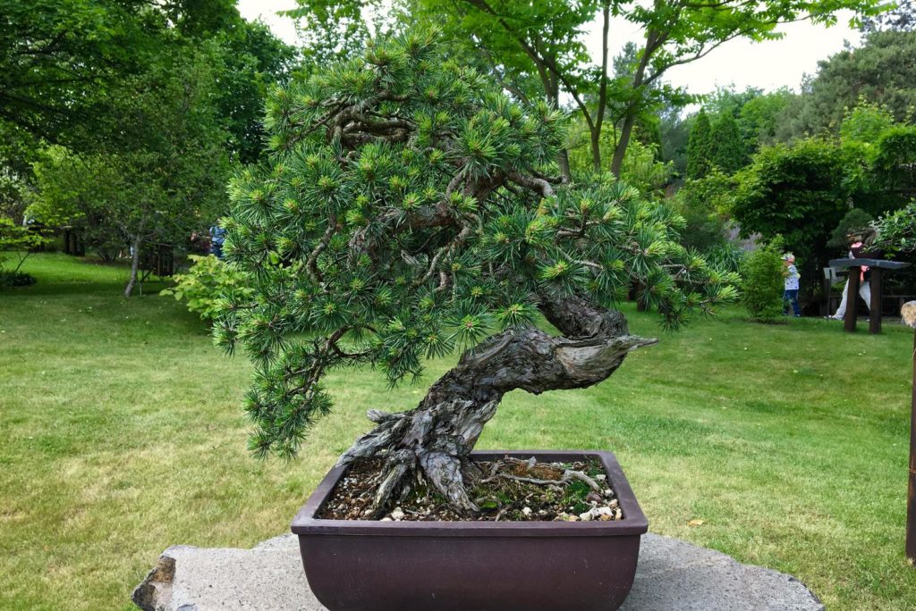 Grove den bonsai