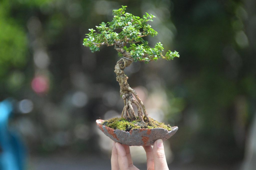 Chinese liguster als bonsai