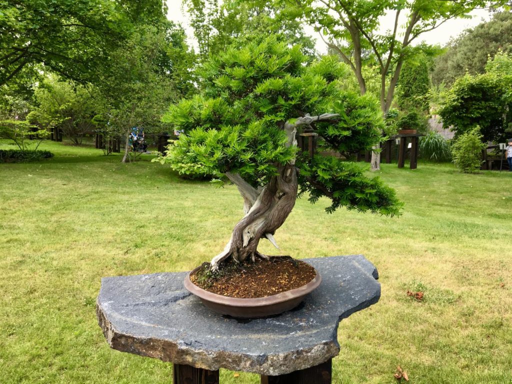 Japanse taxus als bonsai