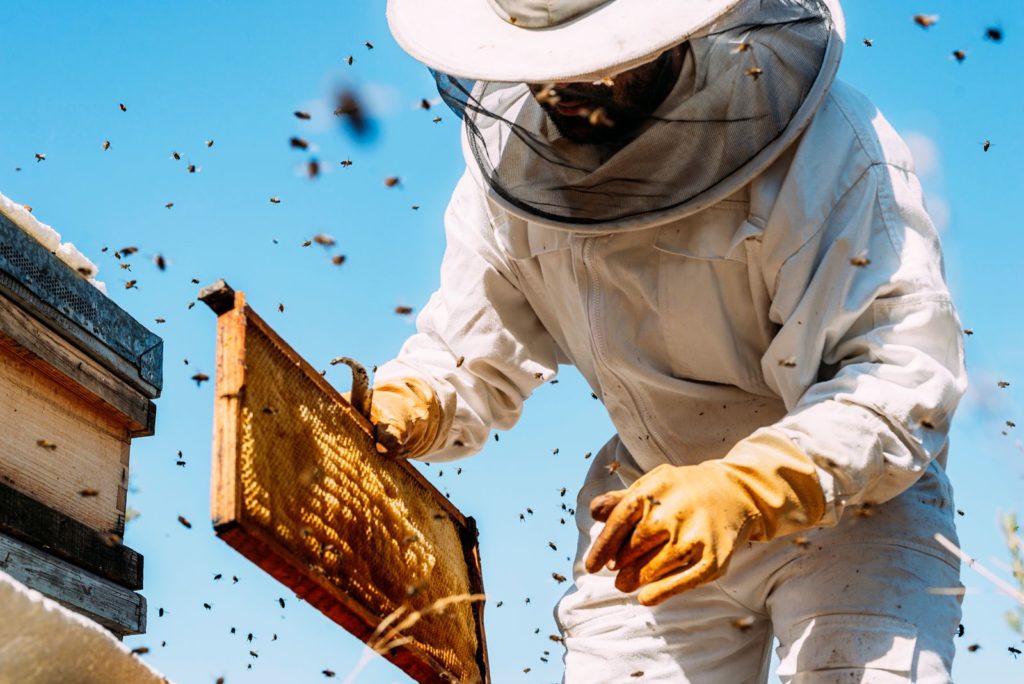 Een imker houdt honingraten in zijn hand. Bijen vliegen om hem heen