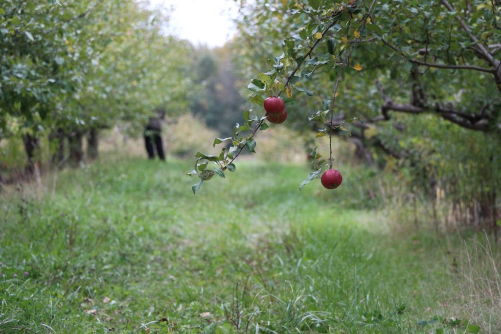 In een appelboomgaard hangen slechts twee appels aan de boom