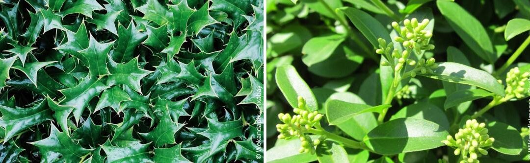 Groenblijvende hagen: Welke planten zijn het meest geschikt