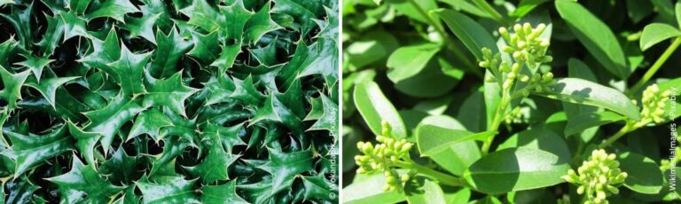 Groenblijvende hagen: Welke planten zijn het meest geschikt