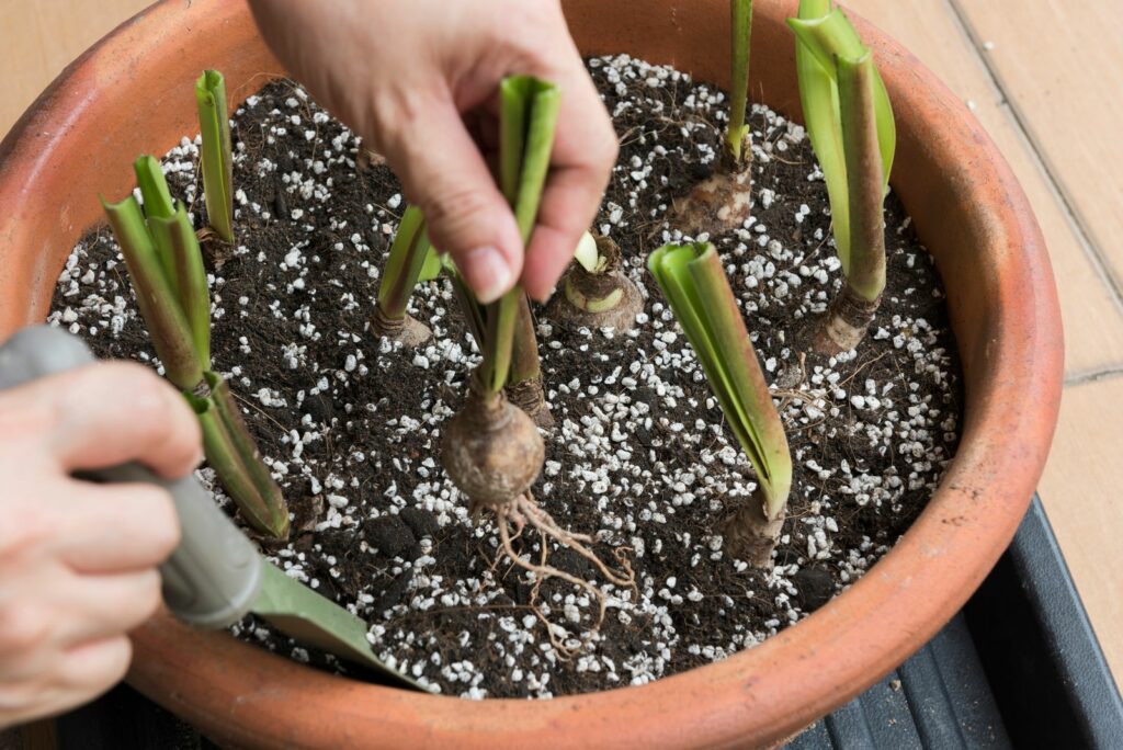 Met de hand bollen planten in pot met aarde en perliet
