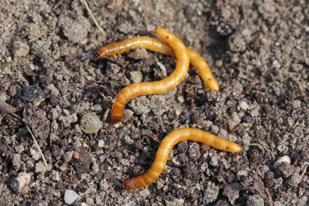 larven van de draadworm op aarde