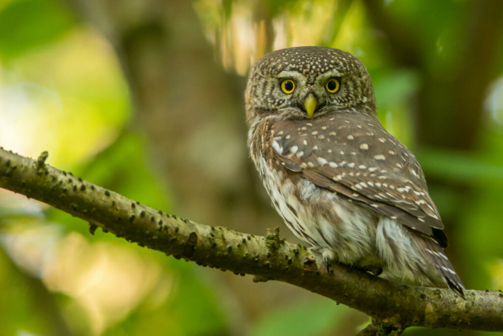 native-owl-pearling-owl
