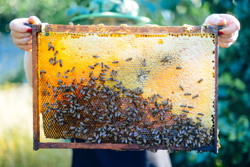 Bijen Honingraat Honingoogst Imker