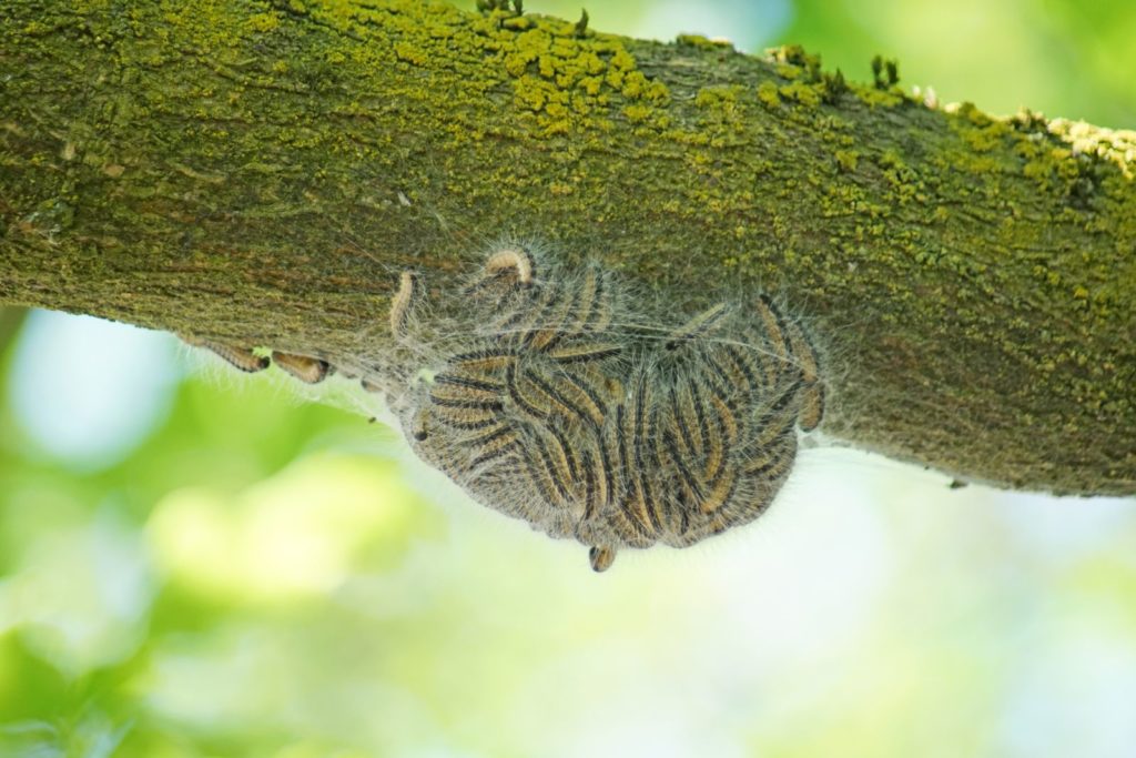 Eikenprocessierups zittend in nest onder tak