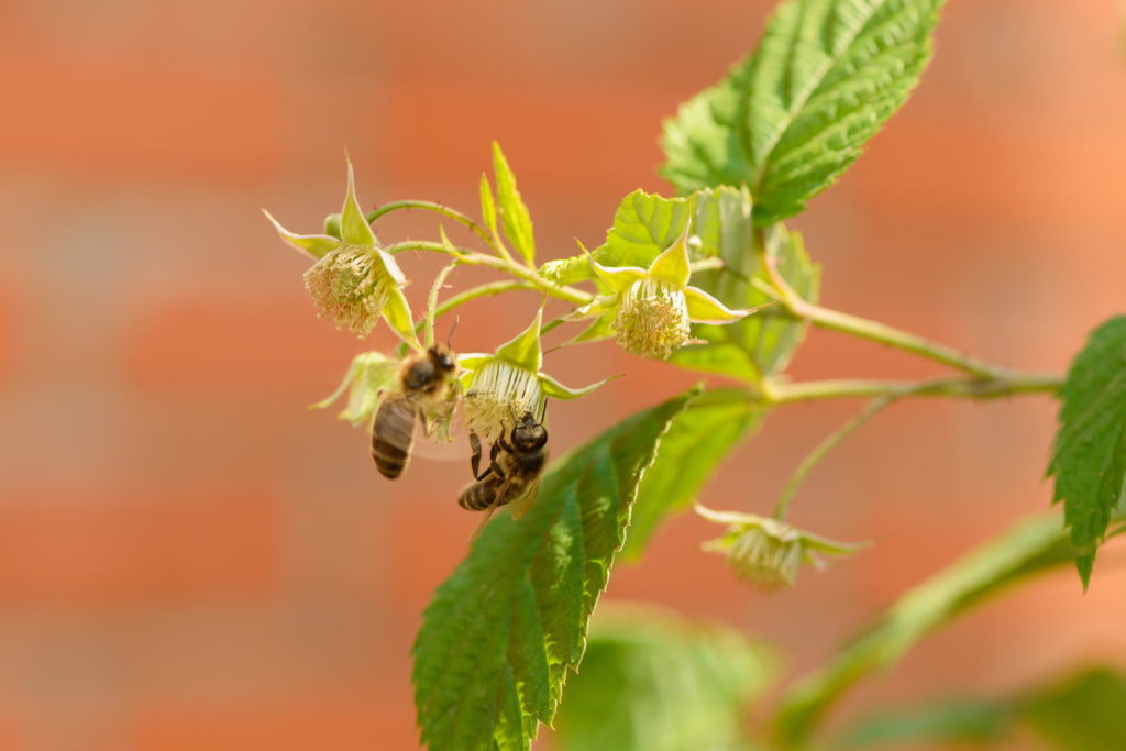 Bijen op frambozenplant in de zon