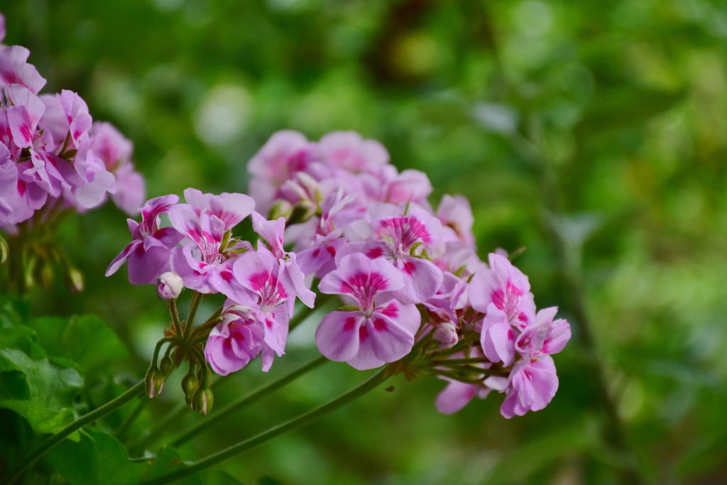 Geraniums in roze