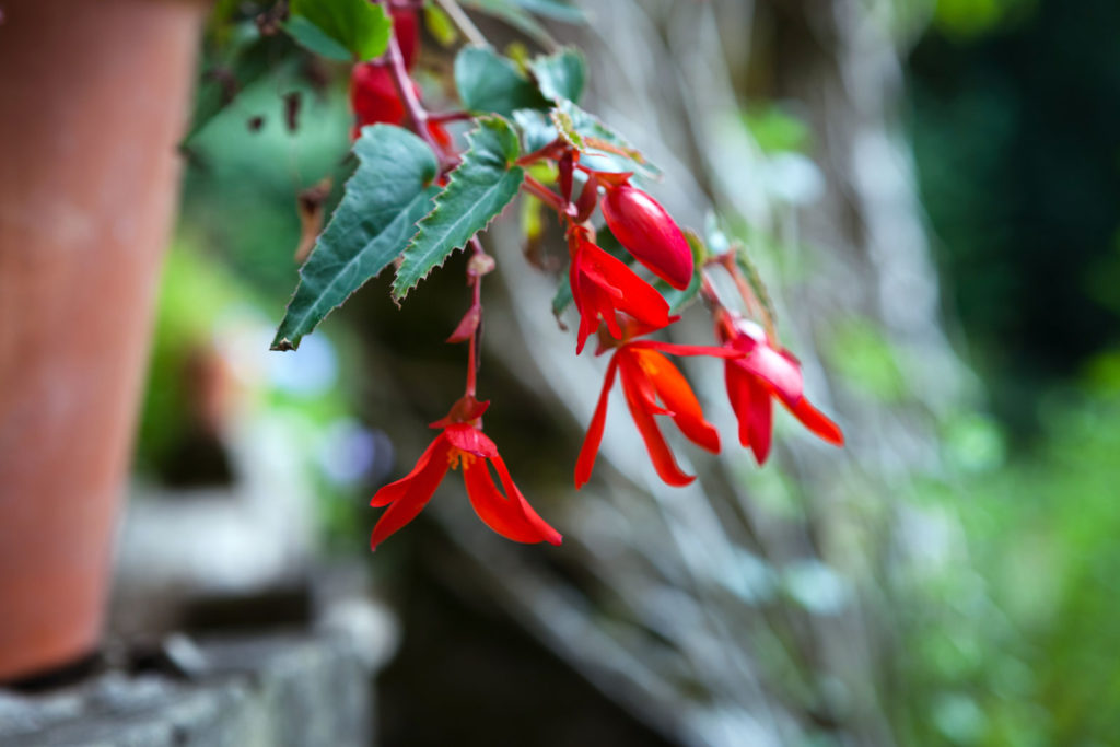 Begonia boliviensis met rode bloemen